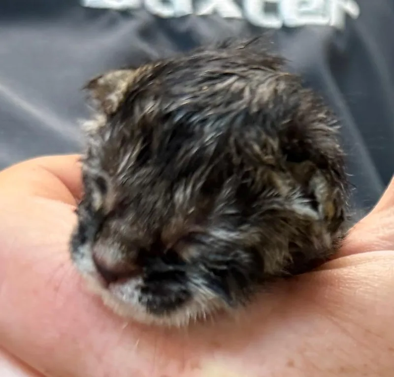 A baby small-sized female Domestic Short Hair cat named Aimee for adoption in Burnsville, NC