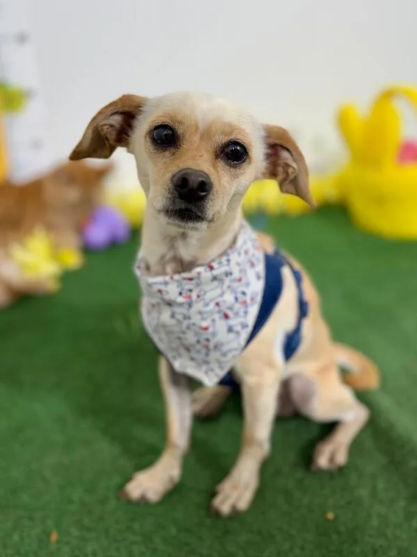 A young small-sized male Yellow / Tan / Blond / Fawn Chihuahua dog named Calvin for adoption in Carlsbad, CA