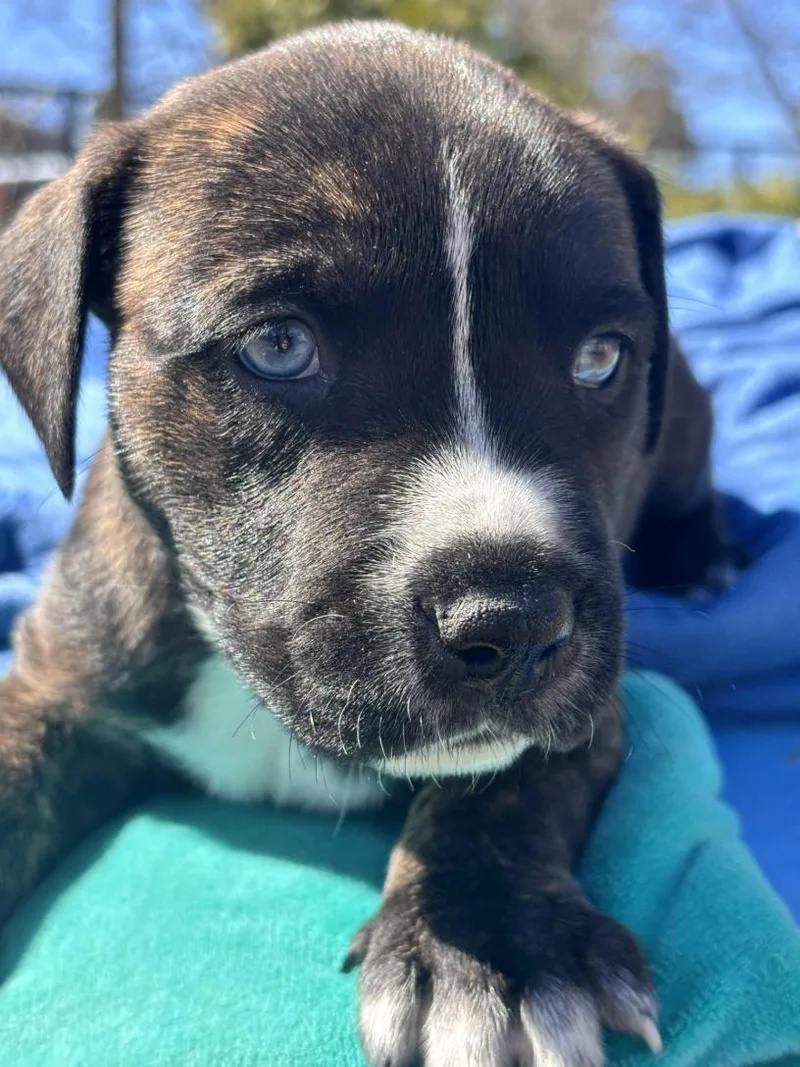 Laila Skates ~ Local thumbnail 4