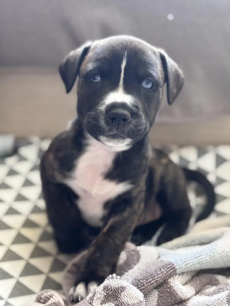 Laila Skates ~ Local thumbnail 5