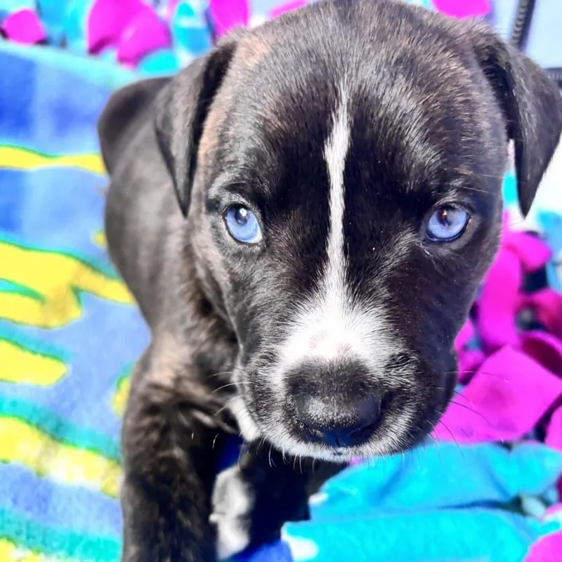 A baby medium-sized female Black Black Labrador Retriever dog named Laila Skates ~ Local for adoption in Andover, MA