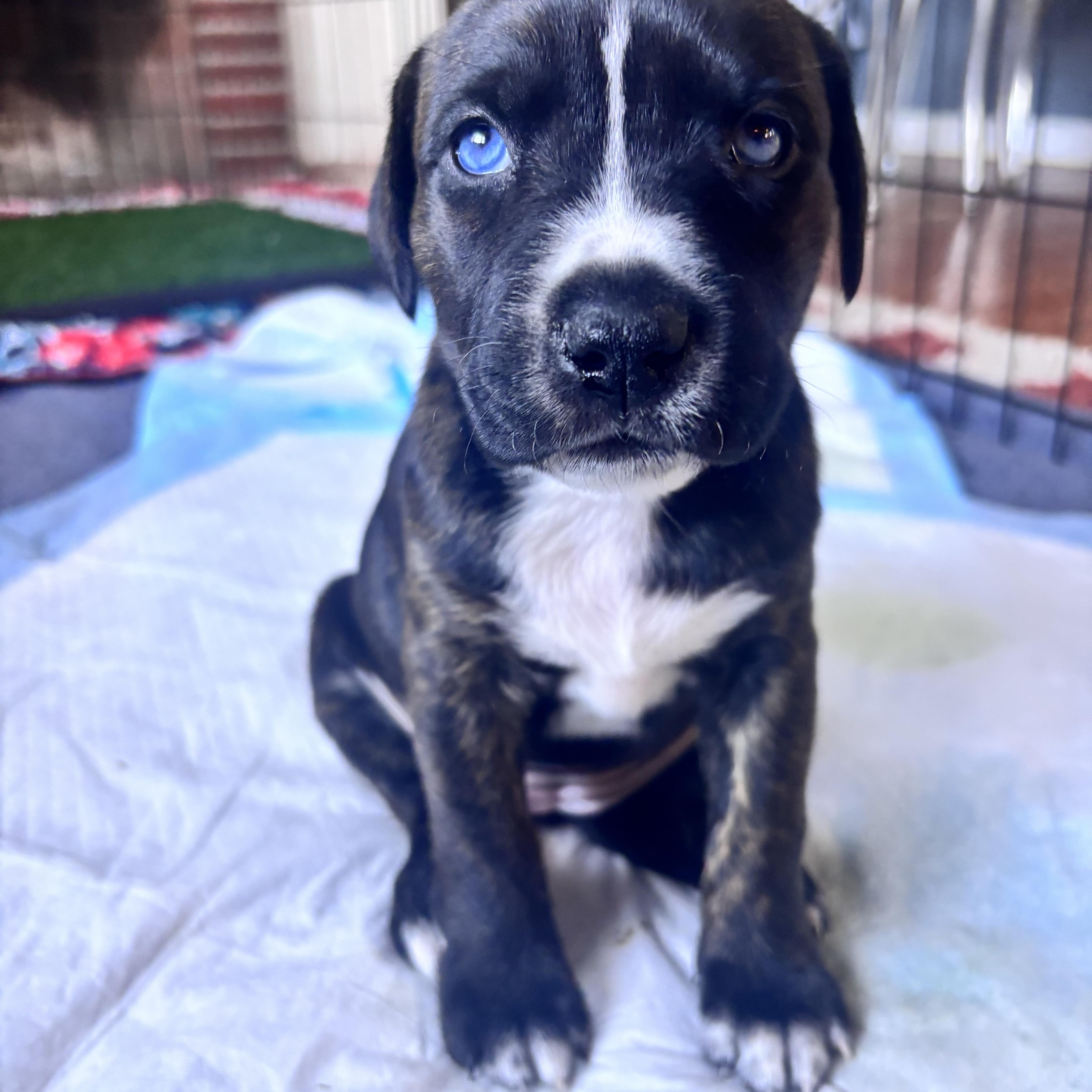 Laila Skates ~ Local thumbnail 6