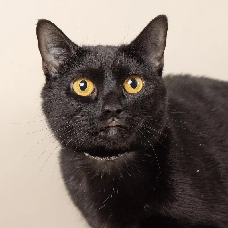 An adult large-sized female Black Domestic Short Hair cat named Matcha for adoption in Franklin, TN