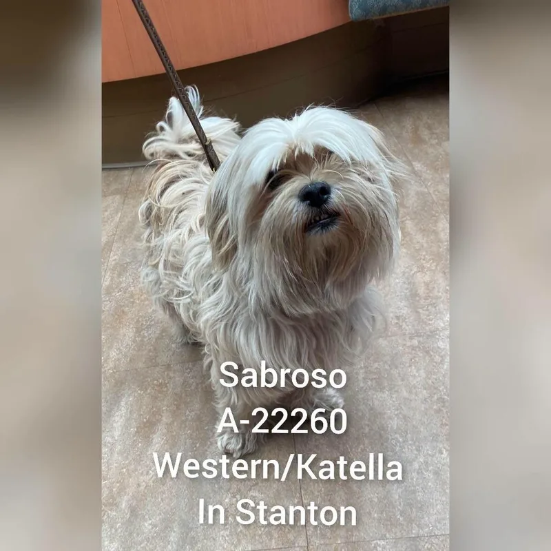 An adult small-sized male White / Cream Shih Tzu dog named Sabroso for adoption in Westminster, CA