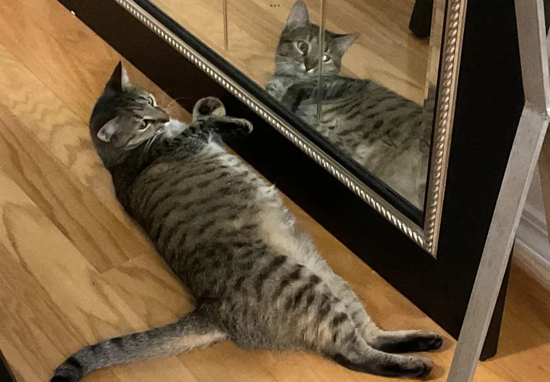 Sage & Swirl thumbnail 2