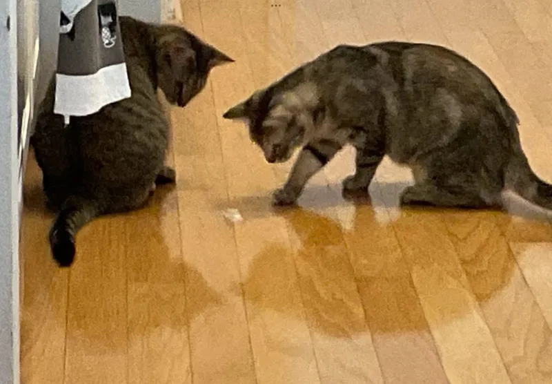 Sage & Swirl thumbnail 3