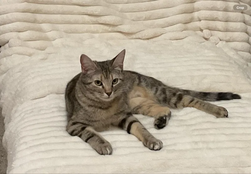 Sage & Swirl thumbnail 4