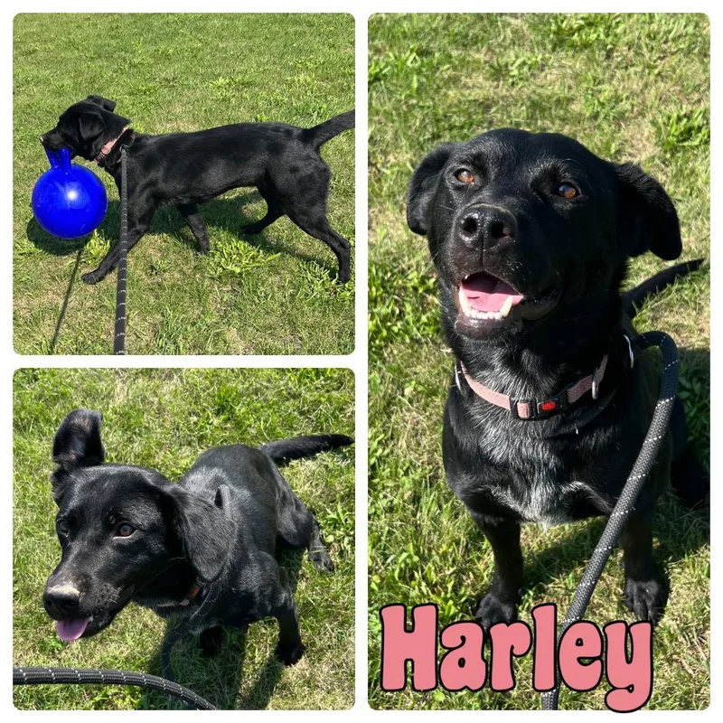 An adult medium-sized female Labrador Retriever dog named Harley for adoption in Pierceton, IN