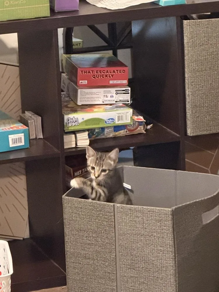 A baby small-sized male Brown / Chocolate Domestic Short Hair cat named Marshmallow for adoption in Virginia Beach, VA