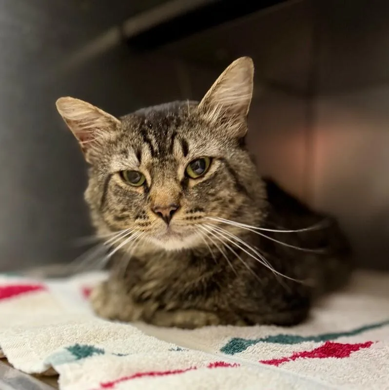 An adult medium-sized female Tabby (Brown / Chocolate) Domestic Long Hair cat named Nermal for adoption in Burgaw, NC