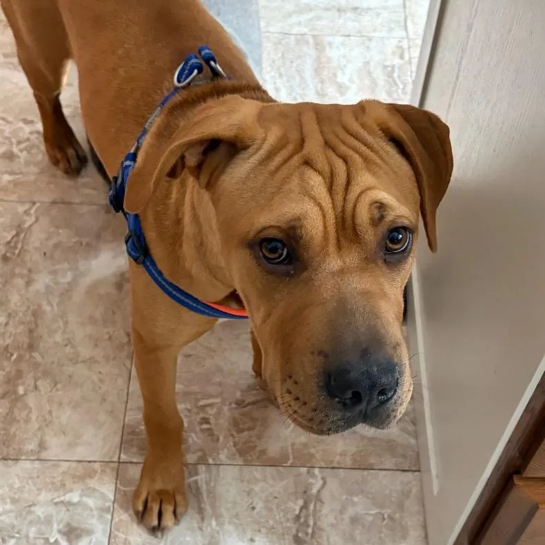 A young medium-sized female Brown / Chocolate Mixed Breed dog named Peanut for adoption in Buffalo, MN