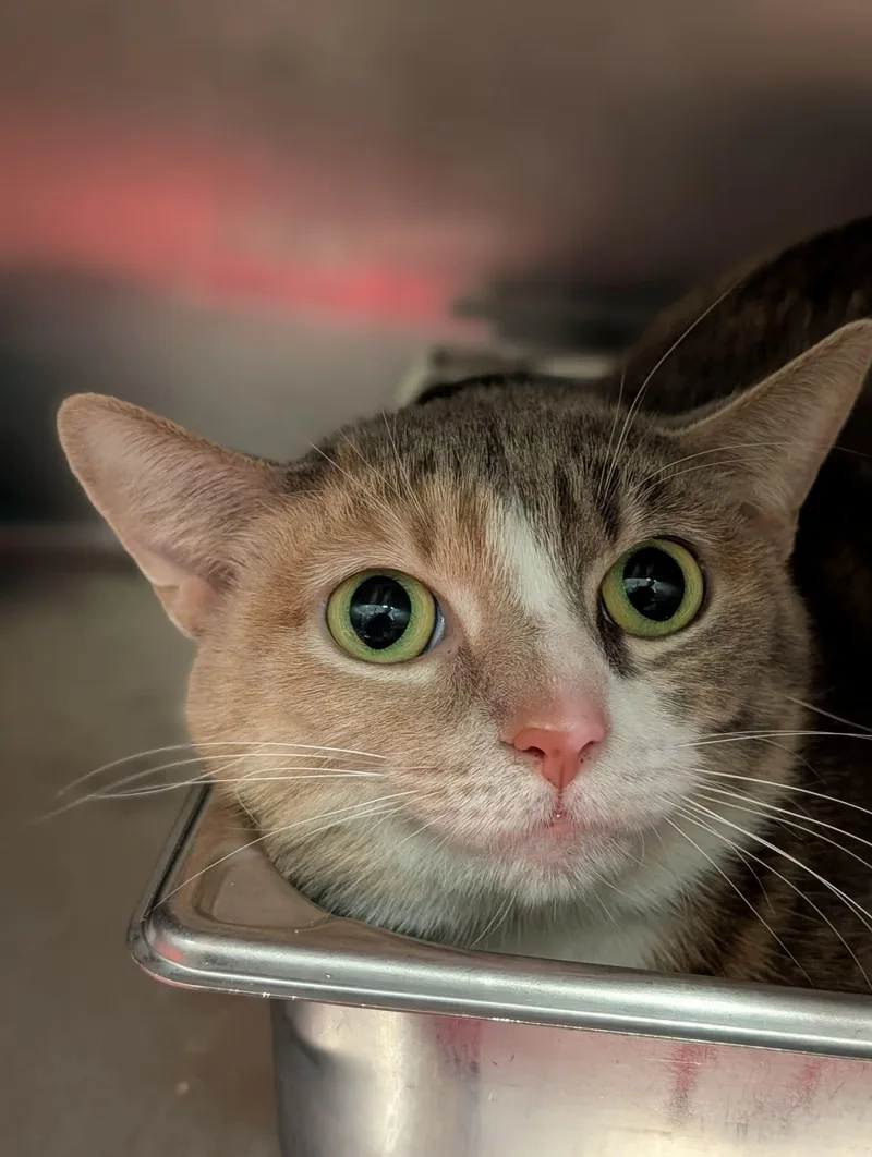 An adult medium-sized female Dilute Tortoiseshell Domestic Short Hair cat named Mayfly for adoption in Chambersburg, PA