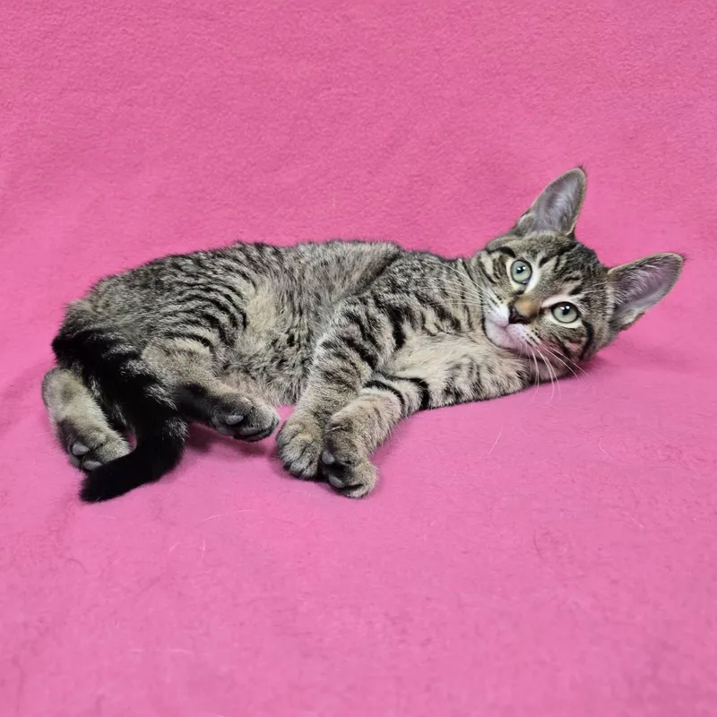 A baby medium-sized female Domestic Short Hair cat named Sappho for adoption in Frankfort, IN