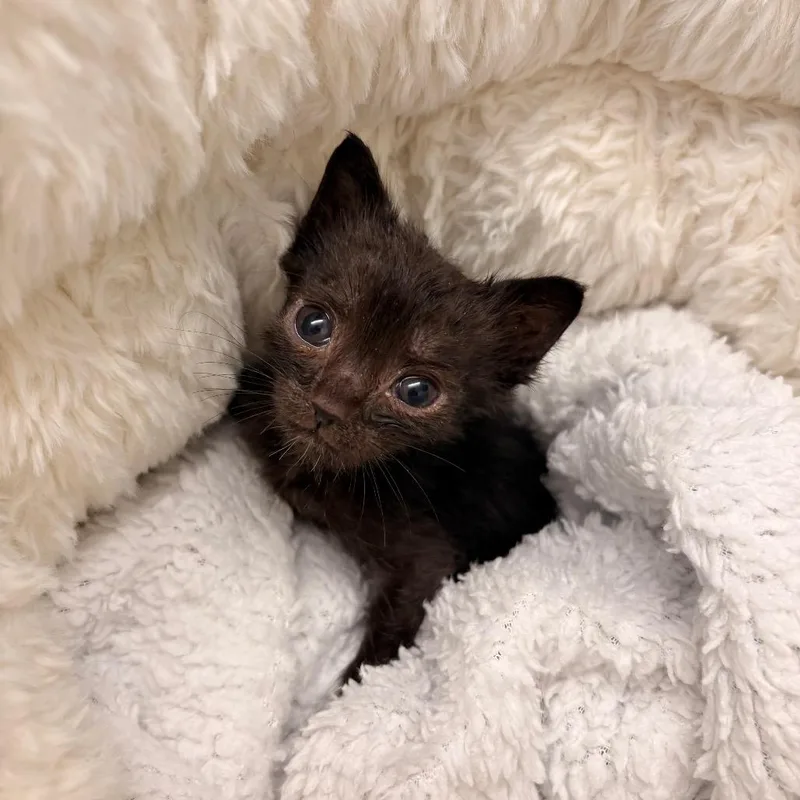 A baby small-sized male Black Domestic Short Hair cat named Zac for adoption in New York, NY