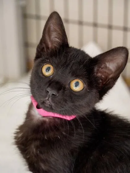 A young small-sized female Domestic Short Hair cat named Tracy for adoption in Phoenix, AZ