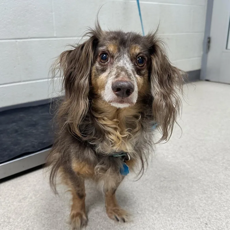 A senior small-sized male Brown / Chocolate Dachshund (Long Haired) dog named Terra for adoption in Evansville, IN