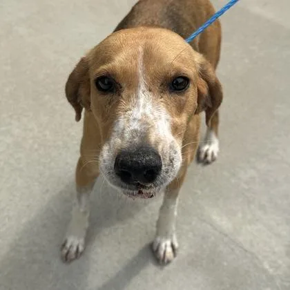 An adult medium-sized female White / Cream Hound dog named Lolo for adoption in Fairfax, VA