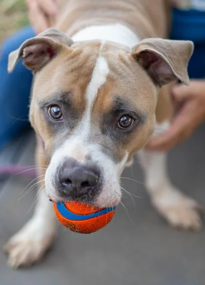 An adult large-sized male Mixed Breed dog named Edmonton for adoption in Chamblee, GA