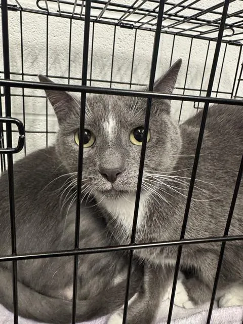 An adult small-sized female Domestic Short Hair cat named Star for adoption in Saint Peters, MO