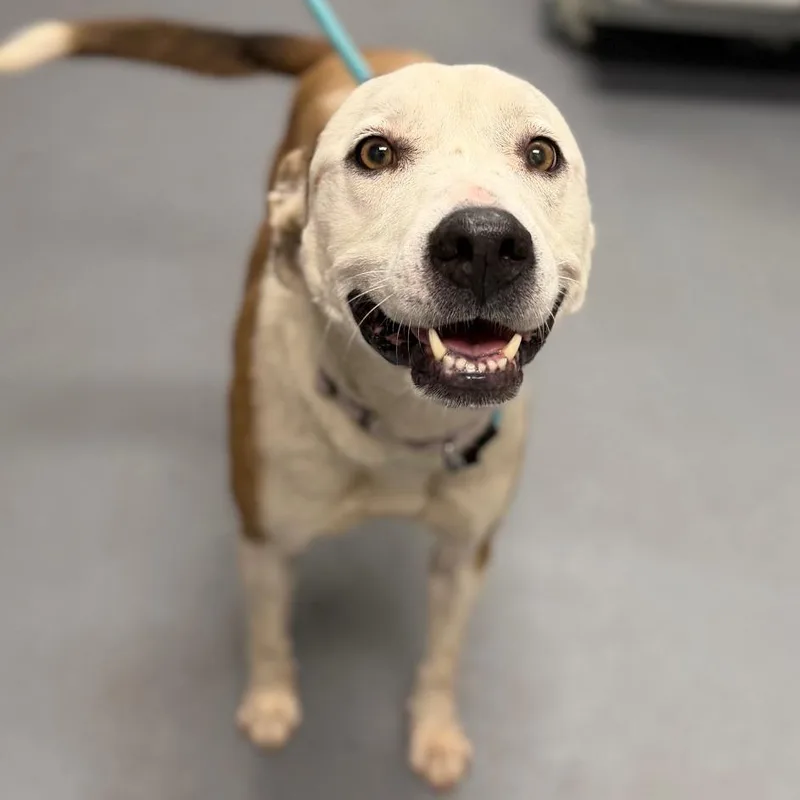 An adult medium-sized female White / Cream Mixed Breed dog named Maple for adoption in Sarasota, FL