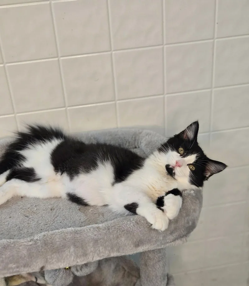A young medium-sized female Tuxedo cat named Selma for adoption in Chatsworth, GA