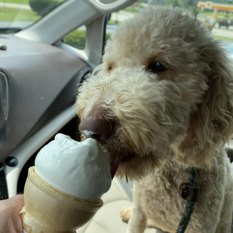 An adult medium-sized female Apricot / Beige Miniature Poodle dog named Emma for adoption in Sparta, NJ