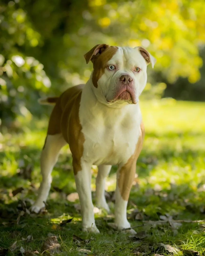 An adult extra large-sized male Apricot / Beige American Bully dog named Castle for adoption in Bridgeport, CT
