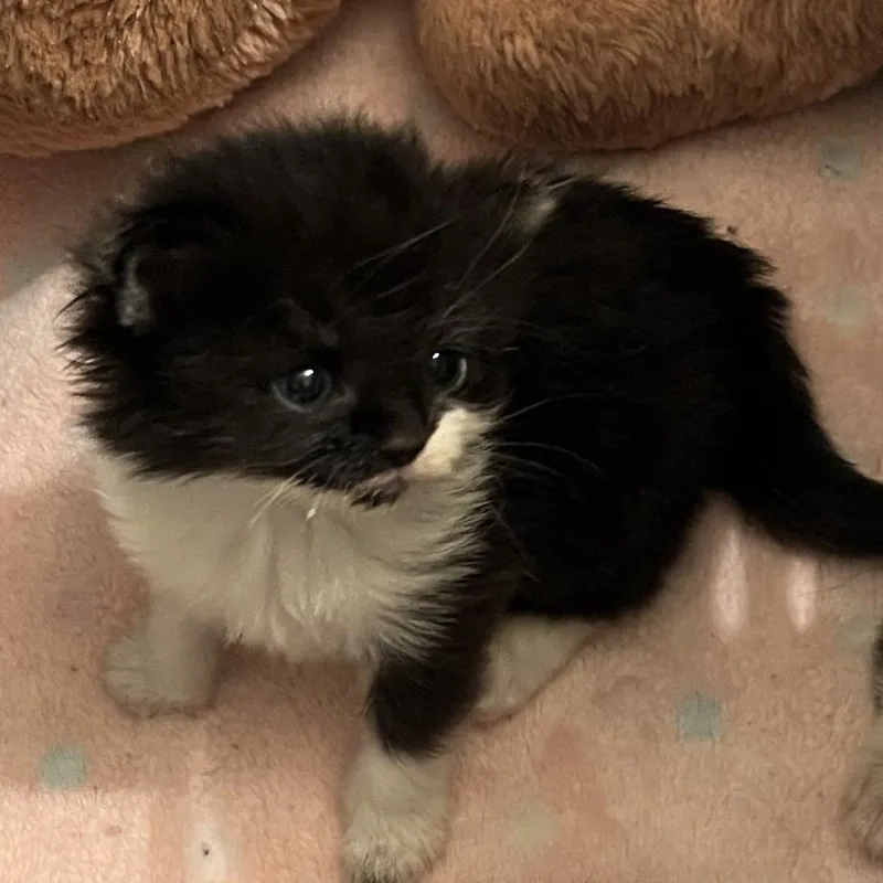 A baby small-sized female Domestic Short Hair cat named Starlight for adoption in Cumming, GA