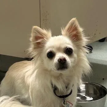An adult small-sized female White / Cream Chihuahua dog named Willow for adoption in Springfield, MA