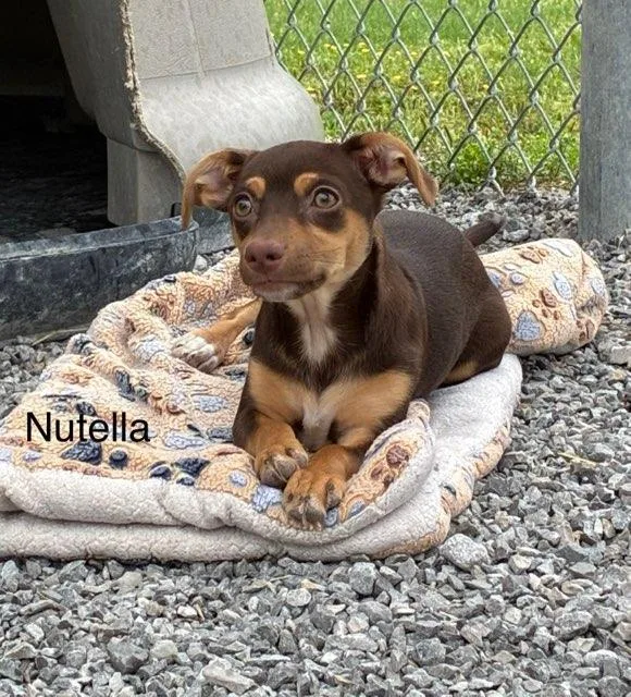 A baby small-sized female Brown / Chocolate Chiweenie dog named Nutella for adoption in Honeoye Falls, NY