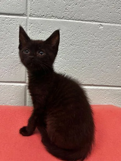 An adult small-sized male Domestic Short Hair cat named Pizza Party for adoption in Spruce Pine, NC