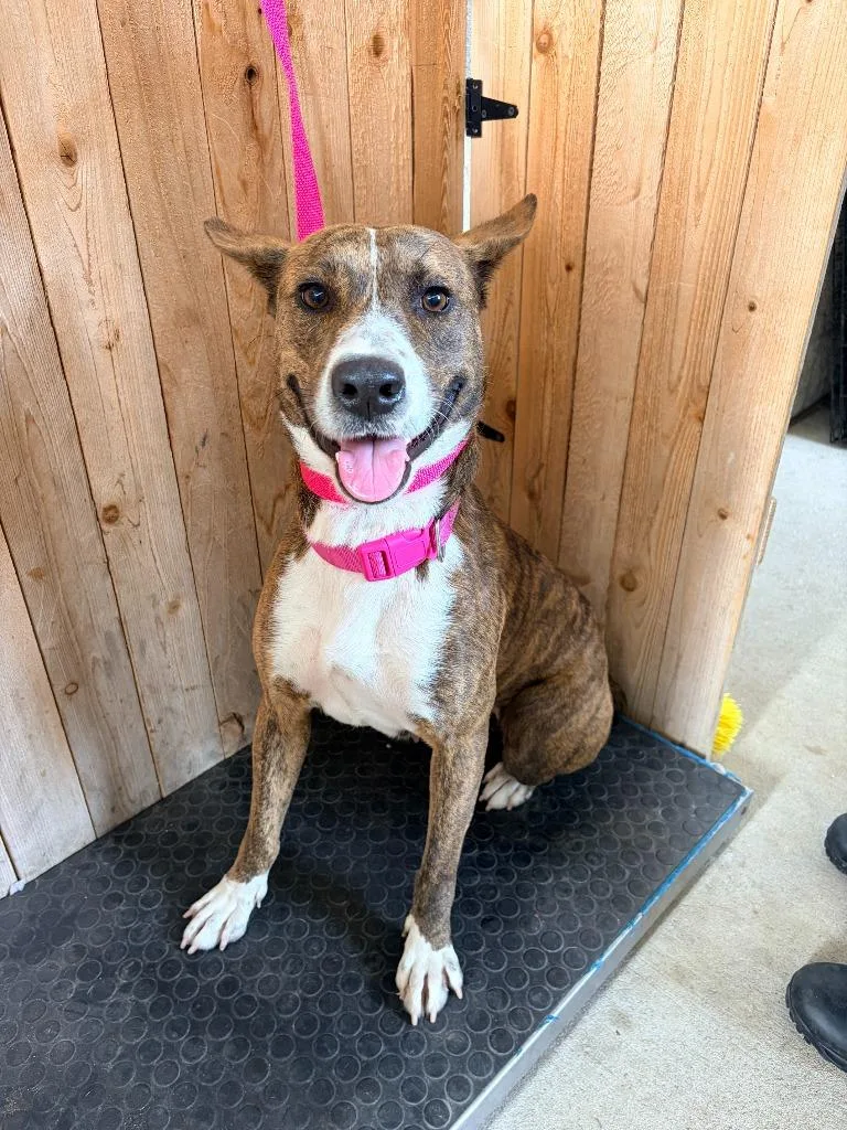 An adult large-sized female Basenji dog named Sade for adoption in Missouri City, TX