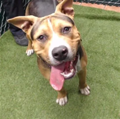A young medium-sized male Pit Bull Terrier dog named Starsky for adoption in Downey, CA
