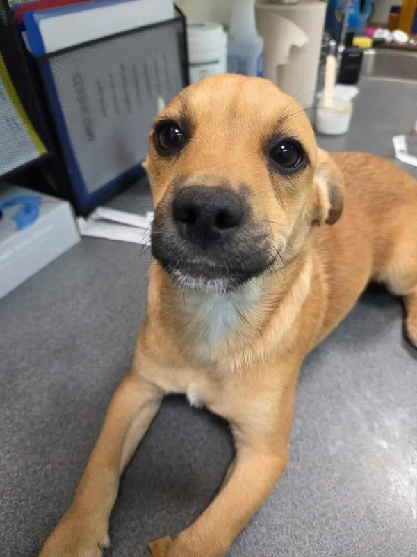 A baby large-sized male Shepherd dog named Hector for adoption in Kennewick, WA