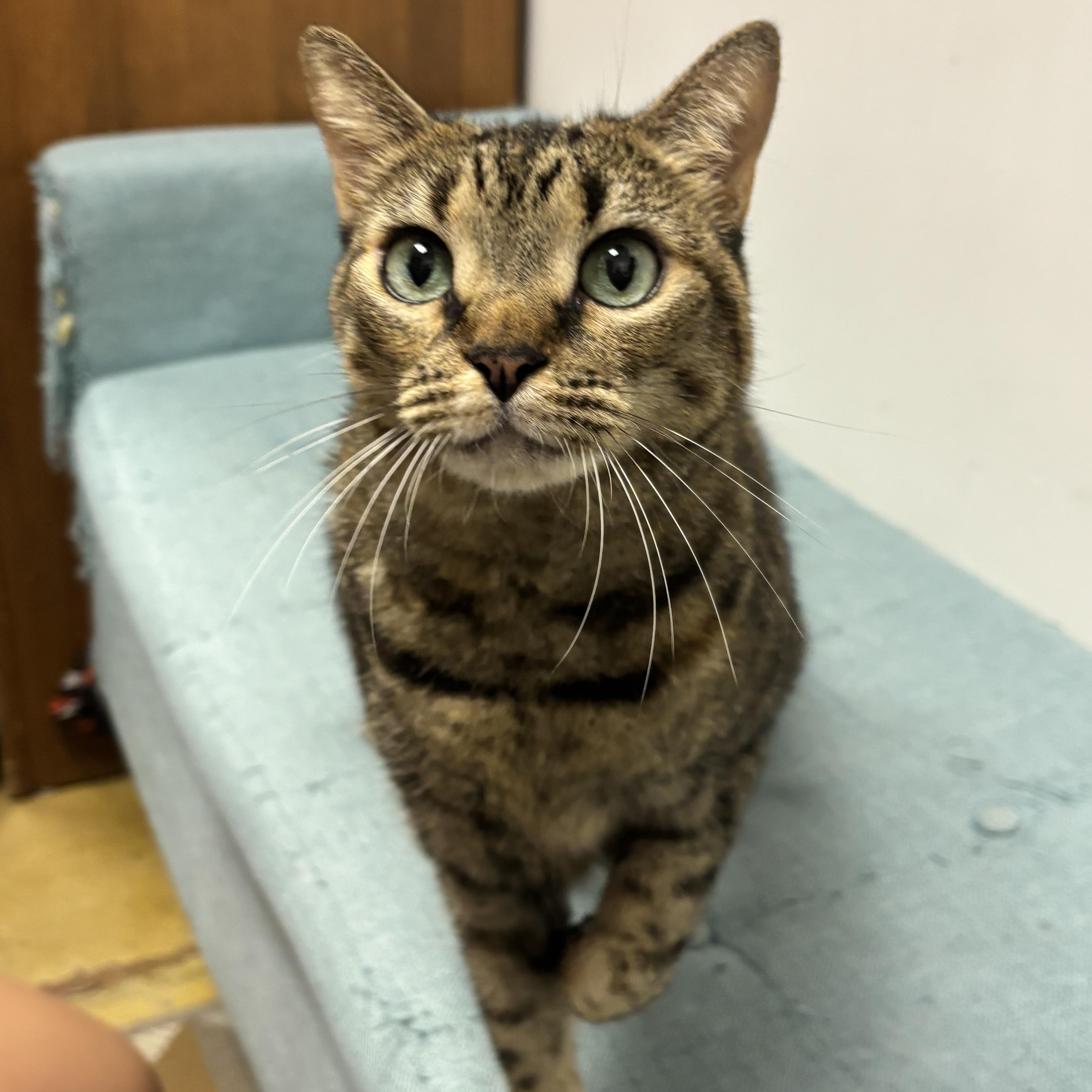 A young medium-sized female Tabby (Brown / Chocolate) Domestic Short Hair cat named Lindsay for adoption in Norwalk, CT