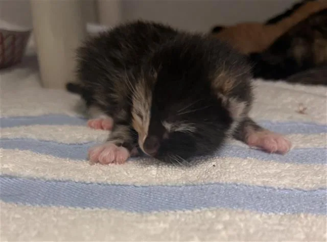A baby small-sized female Domestic Short Hair cat named Queenie for adoption in Dallas, TX