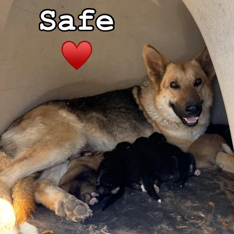 A baby large-sized male Black German Shepherd Dog dog named Donnie for adoption in Tacoma, WA