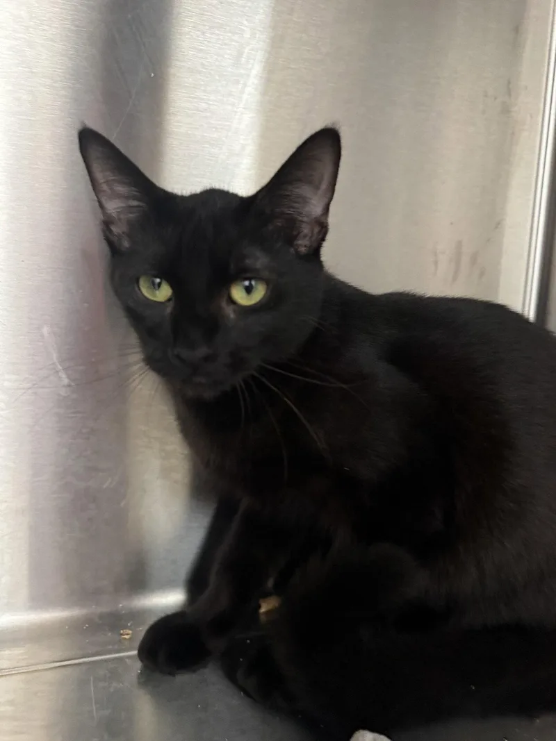 A young small-sized female Black Domestic Short Hair cat named Dew Drop for adoption in Hilton Head Island, SC
