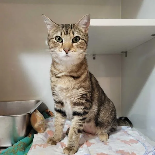 A young medium-sized female Tabby (Buff / Tan / Fawn) Domestic Short Hair cat named Samantha for adoption in East Brunswick, NJ