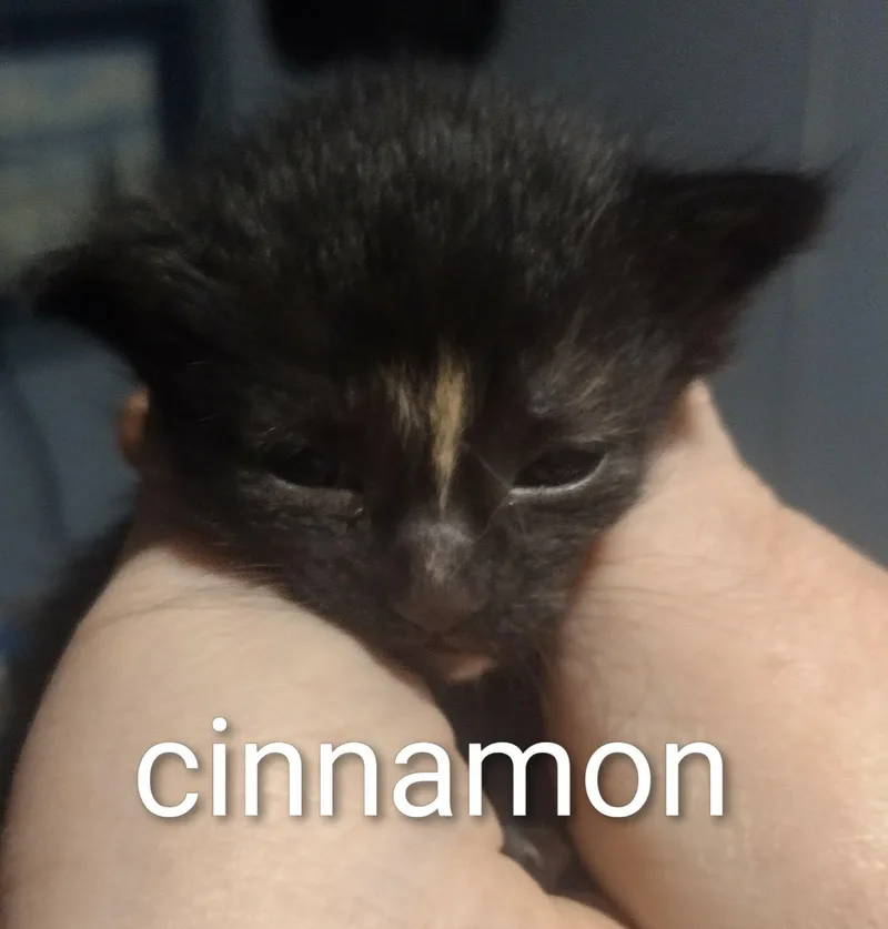 A baby medium-sized female Tortoiseshell cat named Cinnamon for adoption in Omaha, NE