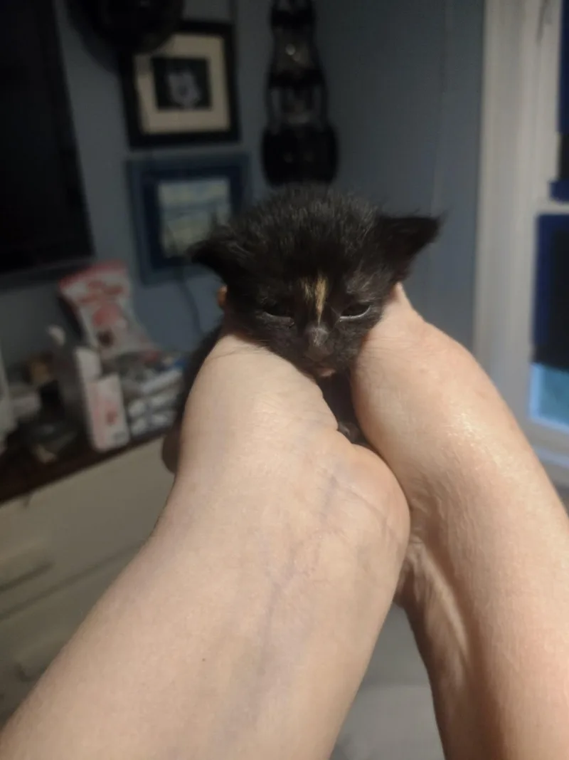Cinnamon thumbnail 2