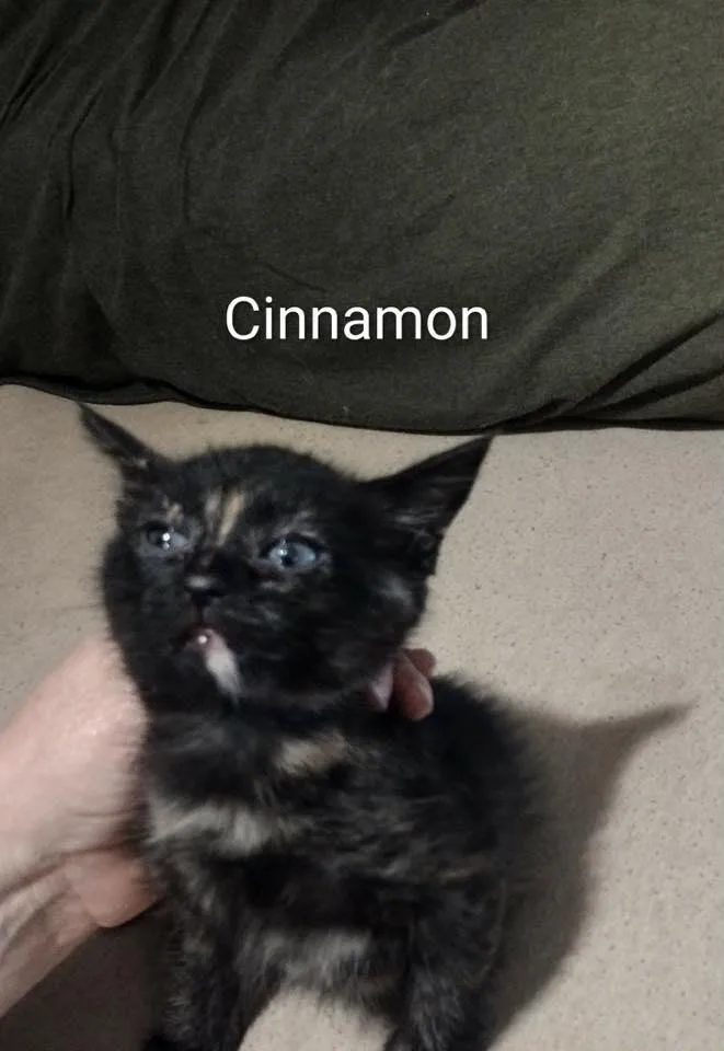 Cinnamon thumbnail 3