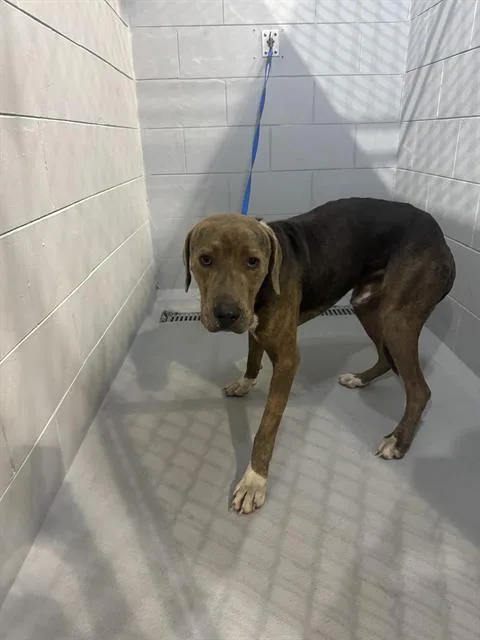 An adult medium-sized male Labrador Retriever dog named Hayden for adoption in Winter Haven, FL