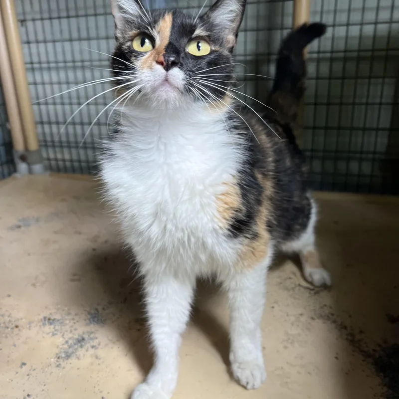 An adult medium-sized female Calico Domestic Short Hair cat named Wanda for adoption in Madisonville, TX
