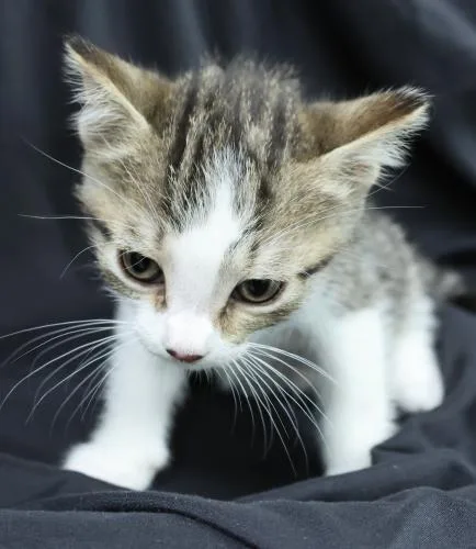 A baby medium-sized female Domestic Short Hair cat named Kiwifruit for adoption in Thief River Falls, MN