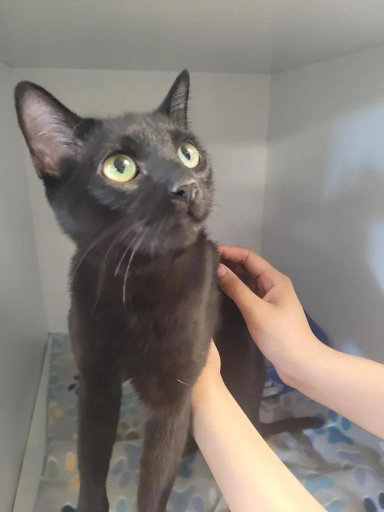 A young medium-sized female Domestic Short Hair cat named Toji for adoption in New Kensington, PA