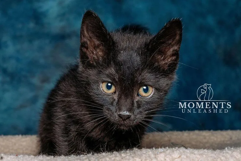 A baby small-sized female Black Domestic Short Hair cat named Eggs for adoption in Myakka City, FL