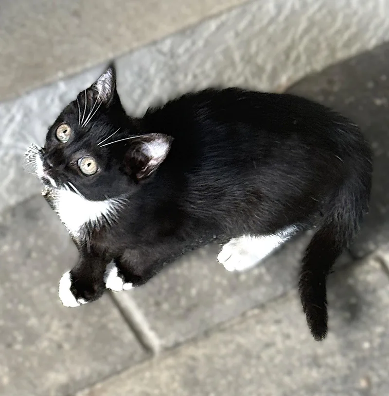 A baby medium-sized female Tuxedo cat named Moxi for adoption in Fort Myers, FL