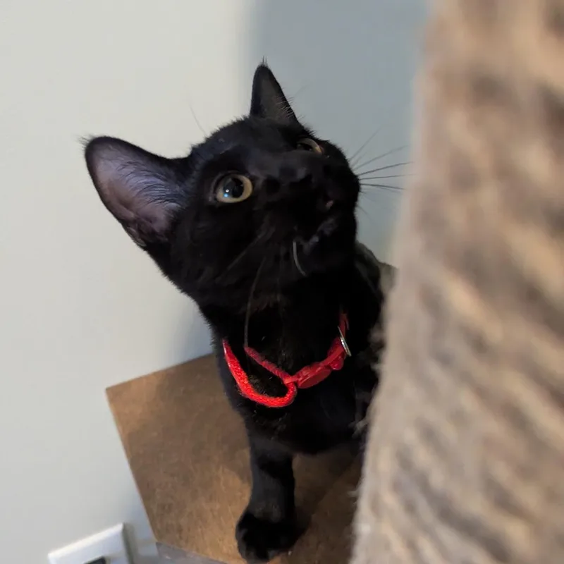 A baby medium-sized male Black Domestic Short Hair cat named Astrid for adoption in La Grange, KY
