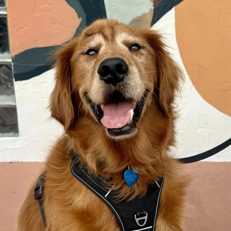 A senior large-sized male Golden Retriever dog named Macklin for adoption in Fort Lauderdale, FL